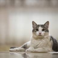 Aos que creem em um lugar CELESTIAL para os animais. (2)