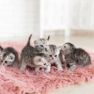 Aos que creem em um lugar CELESTIAL para os animais. (3)